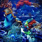 wunderbare Unterwasserwelt