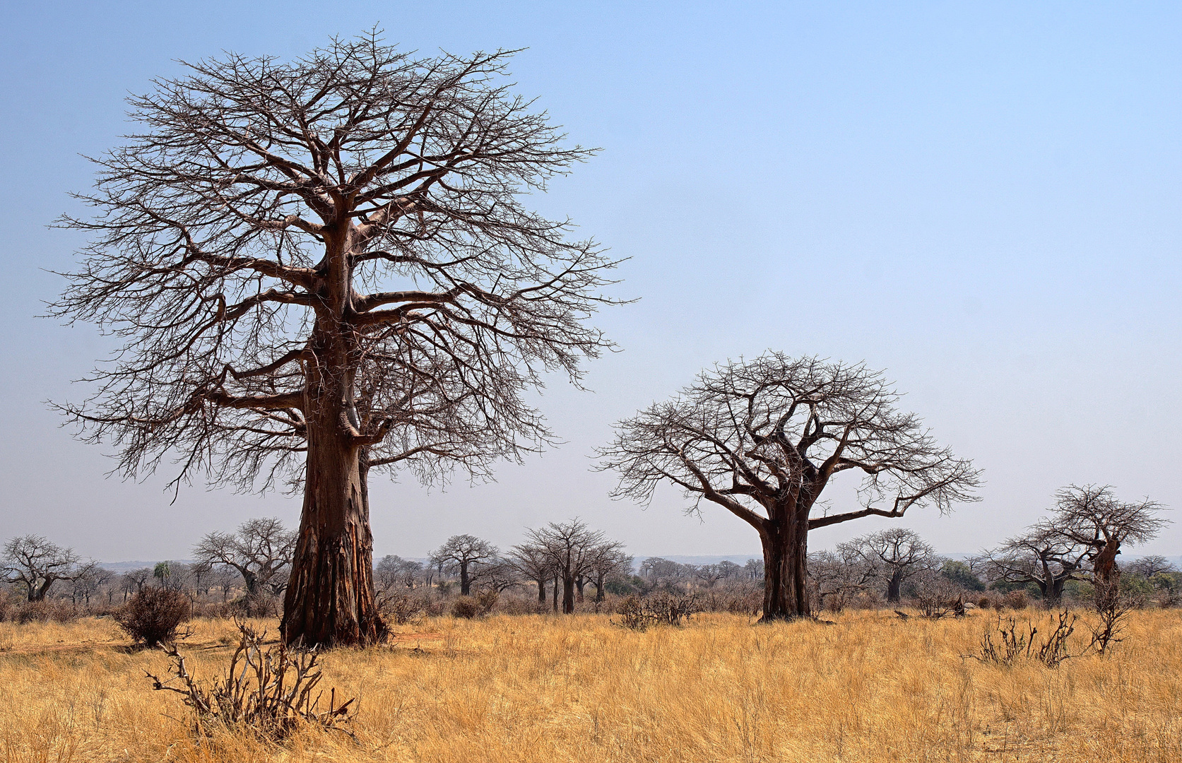 Wunderbare Welt der Baobabs