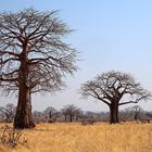 Wunderbare Welt der Baobabs