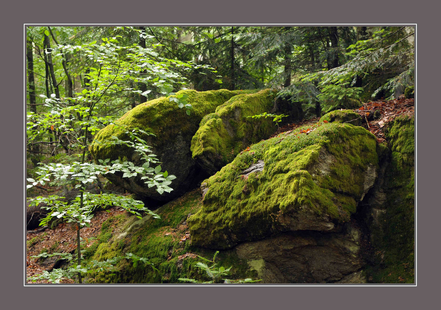 Wunderbare Welt im Bayrischen Wald