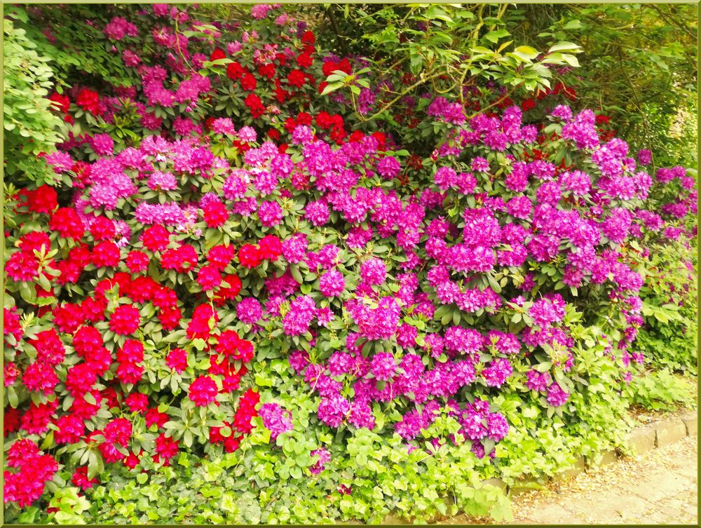 Wunderbarer Blumenschmuck am Wegesrand