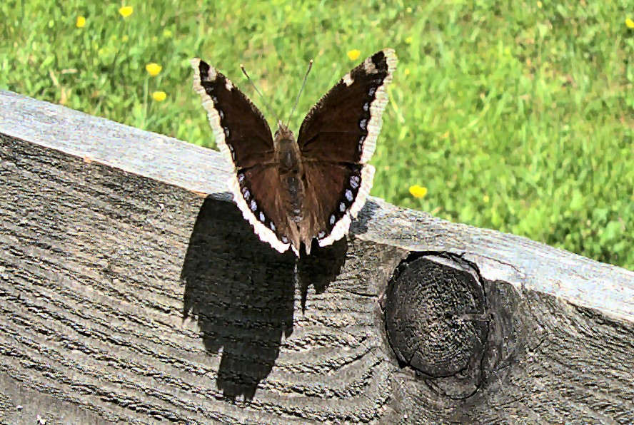 wunderbarer Falter am Holzzaun