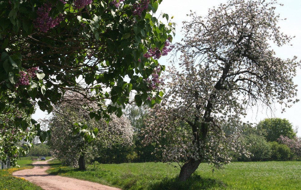 Wunderbarer Frühling