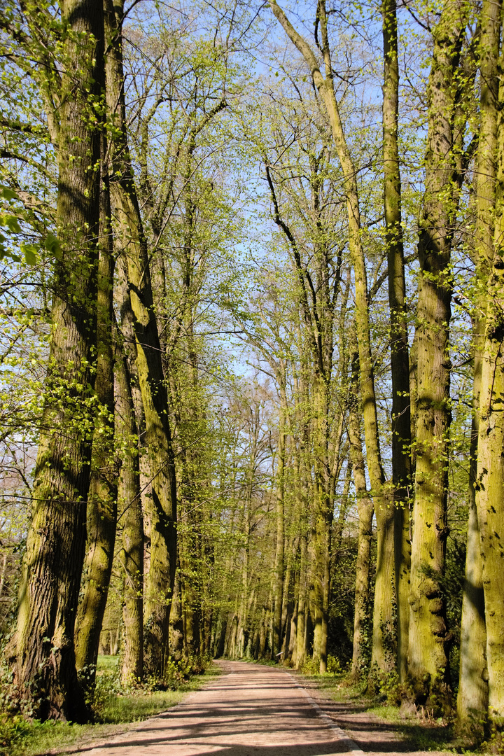 Wunderbarer Frühlings-Spaziergang