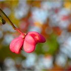 Wunderbarer Herbst