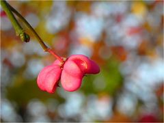 Wunderbarer Herbst