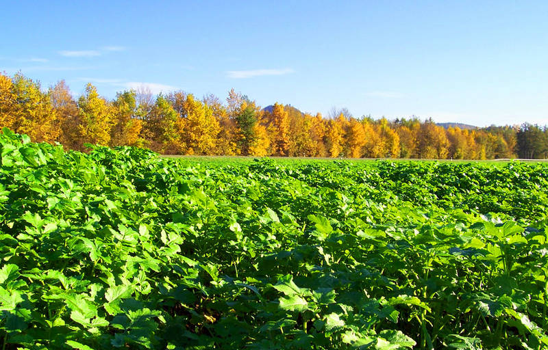 wunderbarer Herbst