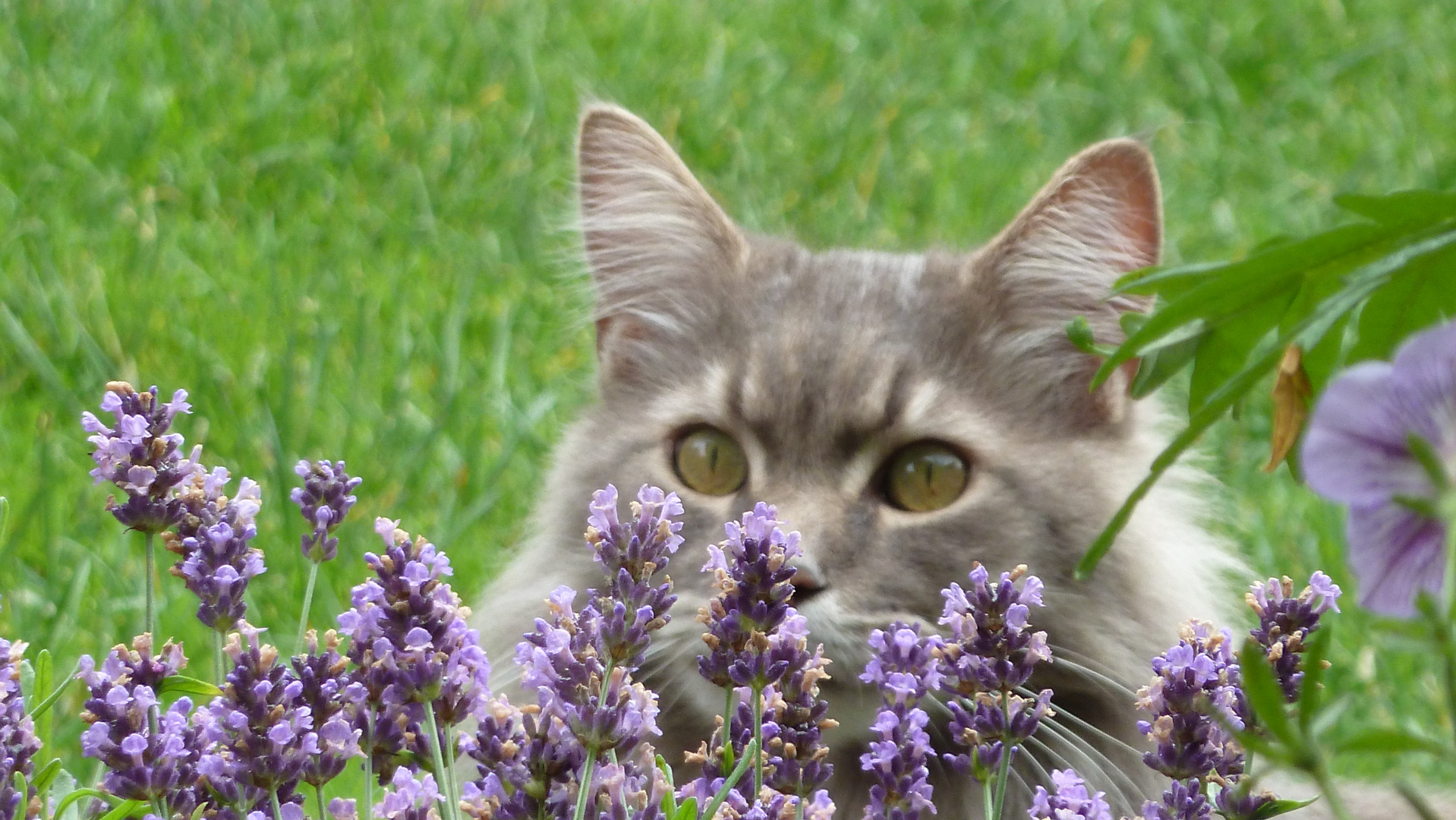 Wunderbarer Katzen-Sommer