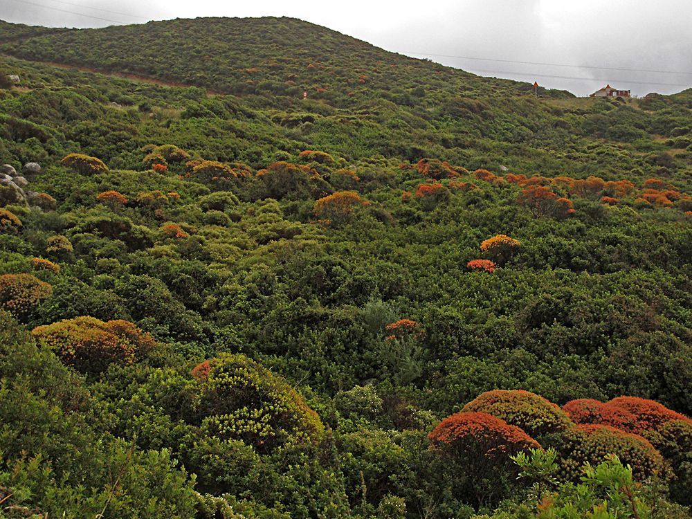 Wunderbarer Mai in Sardinien / Splendido mese maggio in Sardegna (07)