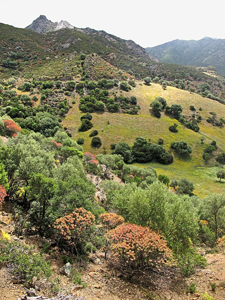 Wunderbarer Mai in Sardinien / Splendido mese maggio in Sardegna (09)