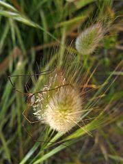 Wunderbarer Mai in Sardinien / Splendido mese maggio in Sardegna (100)