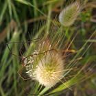 Wunderbarer Mai in Sardinien / Splendido mese maggio in Sardegna (100)