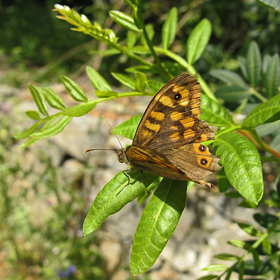 Wunderbarer Mai in Sardinien / Splendido mese maggio in Sardegna (104)