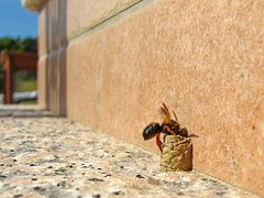 Wunderbarer Mai in Sardinien / Splendido mese maggio in Sardegna (112)