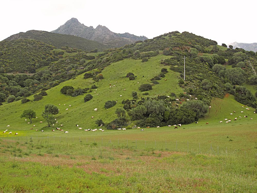 Wunderbarer Mai in Sardinien / Splendido mese maggio in Sardegna (17)