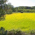 Wunderbarer Mai in Sardinien / Splendido mese maggio in Sardegna (20)