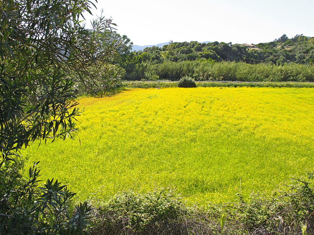 Wunderbarer Mai in Sardinien / Splendido mese maggio in Sardegna (20)