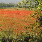 Wunderbarer Mai in Sardinien / Splendido mese maggio in Sardegna (21)