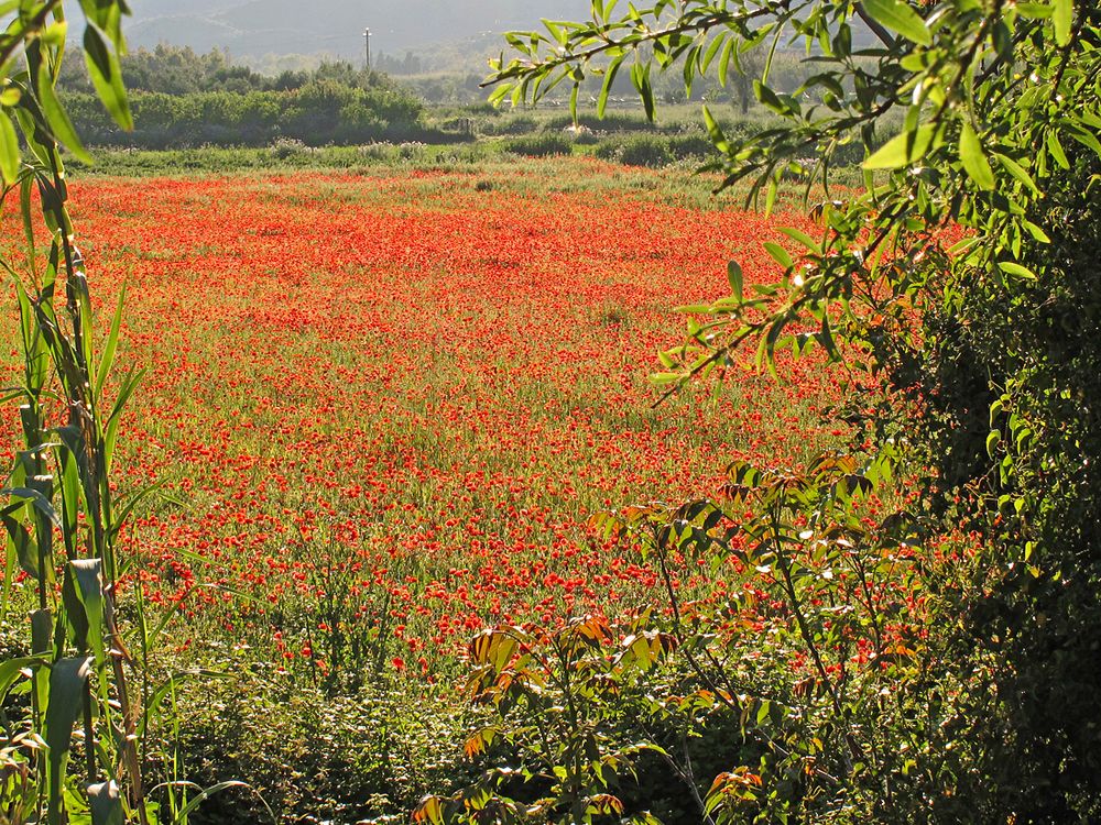 Wunderbarer Mai in Sardinien / Splendido mese maggio in Sardegna (21)