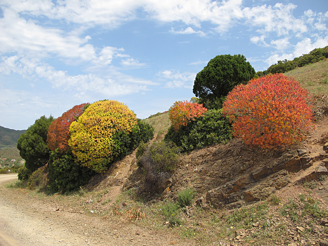 Wunderbarer Mai in Sardinien / Splendido mese maggio in Sardegna (22)