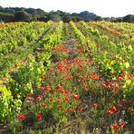 Wunderbarer Mai in Sardinien / Splendido mese maggio in Sardegna (23)