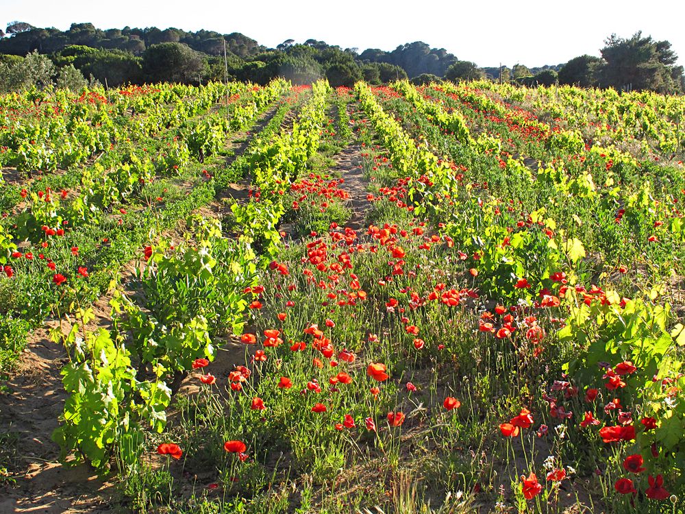 Wunderbarer Mai in Sardinien / Splendido mese maggio in Sardegna (23)