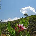 Wunderbarer Mai in Sardinien / Splendido mese maggio in Sardegna (24)