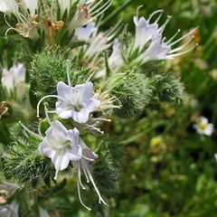 Wunderbarer Mai in Sardinien / Splendido mese maggio in Sardegna (26)