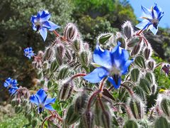 Wunderbarer Mai in Sardinien / Splendido mese maggio in Sardegna (27)