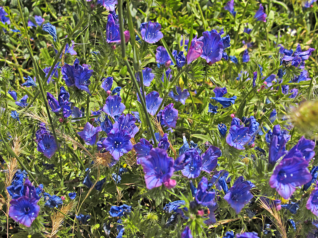 Wunderbarer Mai in Sardinien / Splendido mese maggio in Sardegna (29)