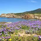 Wunderbarer Mai in Sardinien / Splendido mese maggio in Sardegna (30)