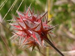 Wunderbarer Mai in Sardinien / Splendido mese maggio in Sardegna (39)