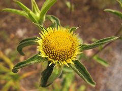 Wunderbarer Mai in Sardinien / Splendido mese maggio in Sardegna (41)