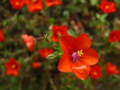 Wunderbarer Mai in Sardinien / Splendido mese maggio in Sardegna (43)