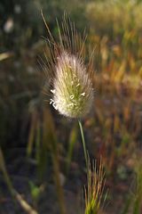 Wunderbarer Mai in Sardinien / Splendido mese maggio in Sardegna (44)