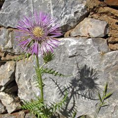 Wunderbarer Mai in Sardinien / Splendido mese maggio in Sardegna (47)