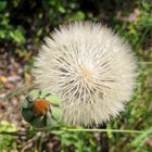 Wunderbarer Mai in Sardinien / Splendido mese maggio in Sardegna (51)