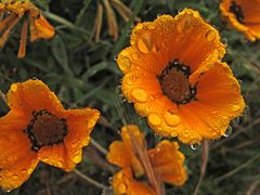 Wunderbarer Mai in Sardinien / Splendido mese maggio in Sardegna (80)