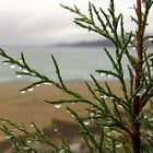 Wunderbarer Mai in Sardinien / Splendido mese maggio in Sardegna (84)