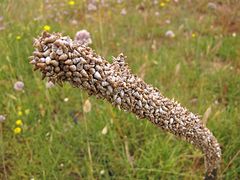 Wunderbarer Mai in Sardinien / Splendido mese maggio in Sardegna (87)