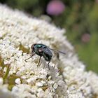 Wunderbarer Mai in Sardinien / Splendido mese maggio in Sardegna (98)