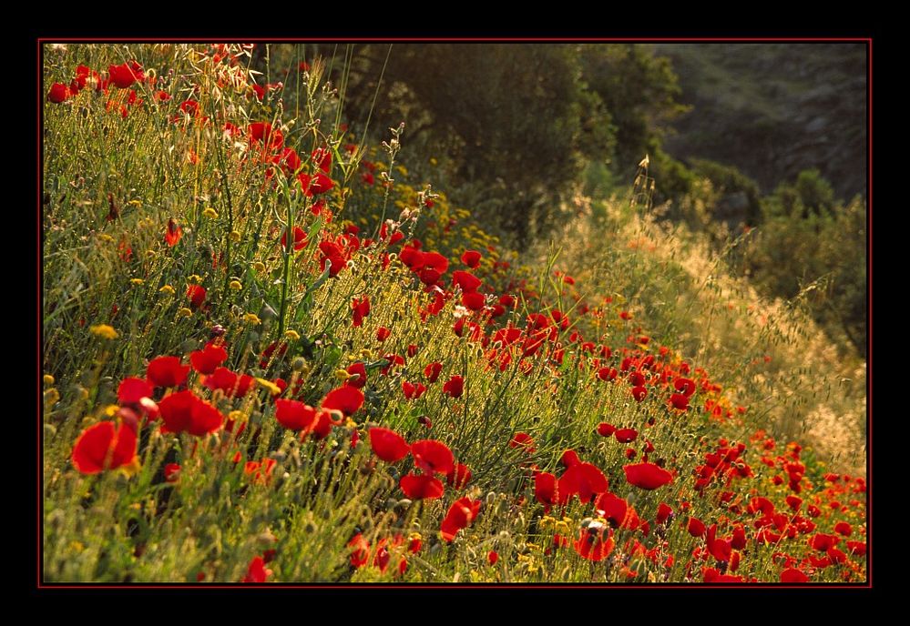 wunderbarer Mohn