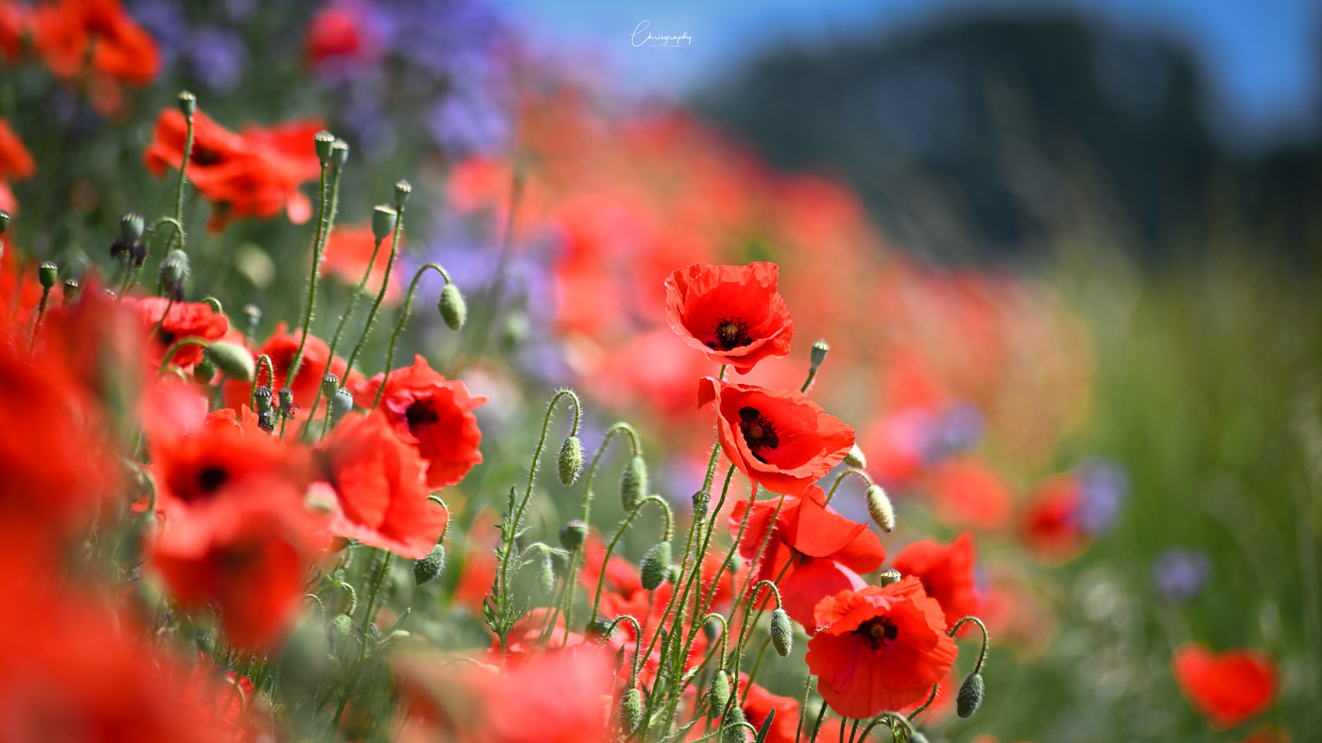 Wunderbarer Mohn