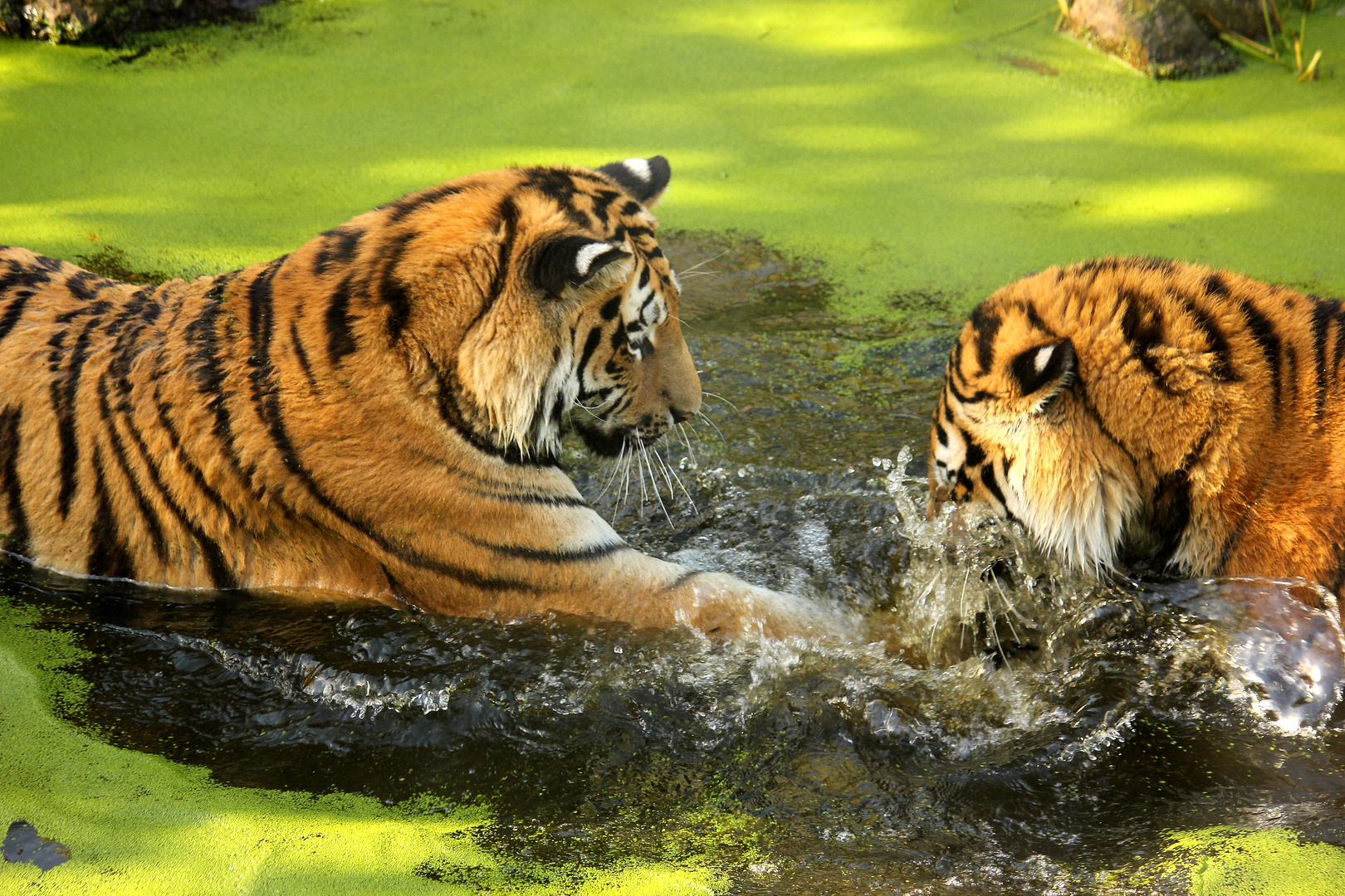 Wunderbarer Tag im Zoo