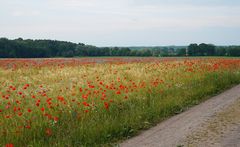 Wunderbares Feld Ansicht 2