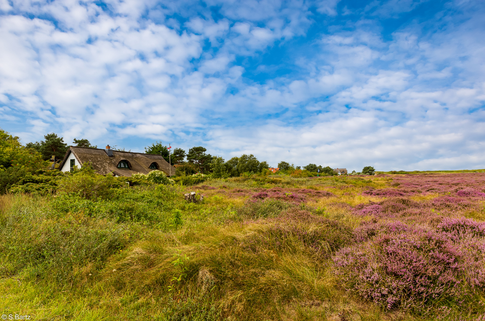 Wunderbares Hiddensee (3) 