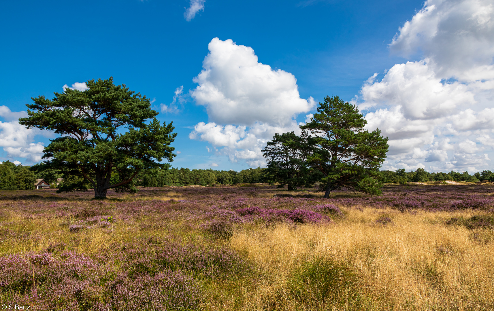 Wunderbares Hiddensee - in der Heide unterwegs (1)