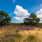 Wunderbares Hiddensee - in der Heide unterwegs (1)