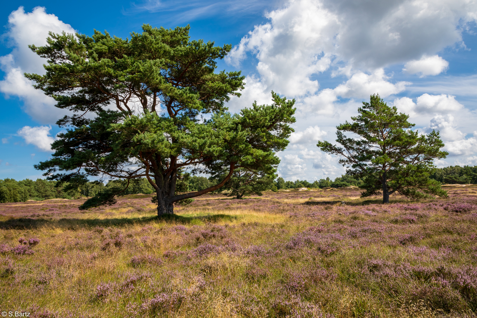 Wunderbares Hiddensee - in der Heide unterwegs (2)