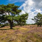 Wunderbares Hiddensee - in der Heide unterwegs (2)